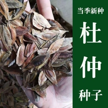 杜仲种子，基地直销，全国发货，欢迎进店沟通。