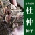 杜仲种子，全国发货，基地直发，欢迎进店沟通。