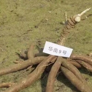 木薯