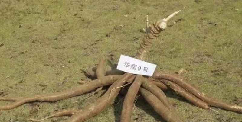 木薯
