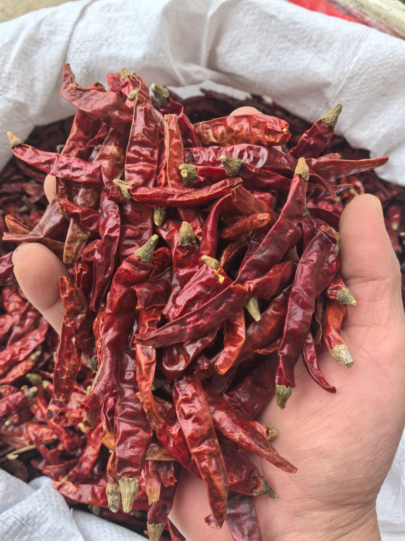 印度辣/特辣干辣椒/批发兼零售，量大可商议，全国包邮
