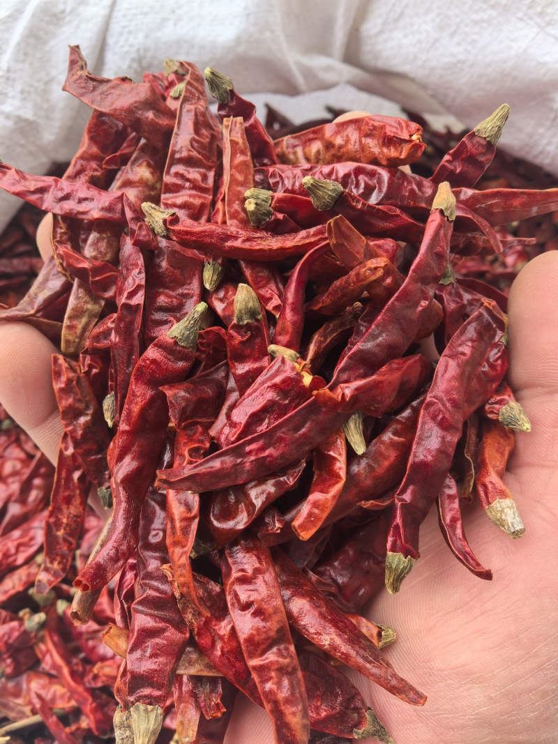 印度辣/特辣干辣椒/批发兼零售，量大可商议，全国包邮