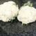 温州白花菜现货