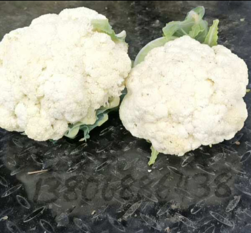 温州白花菜现货