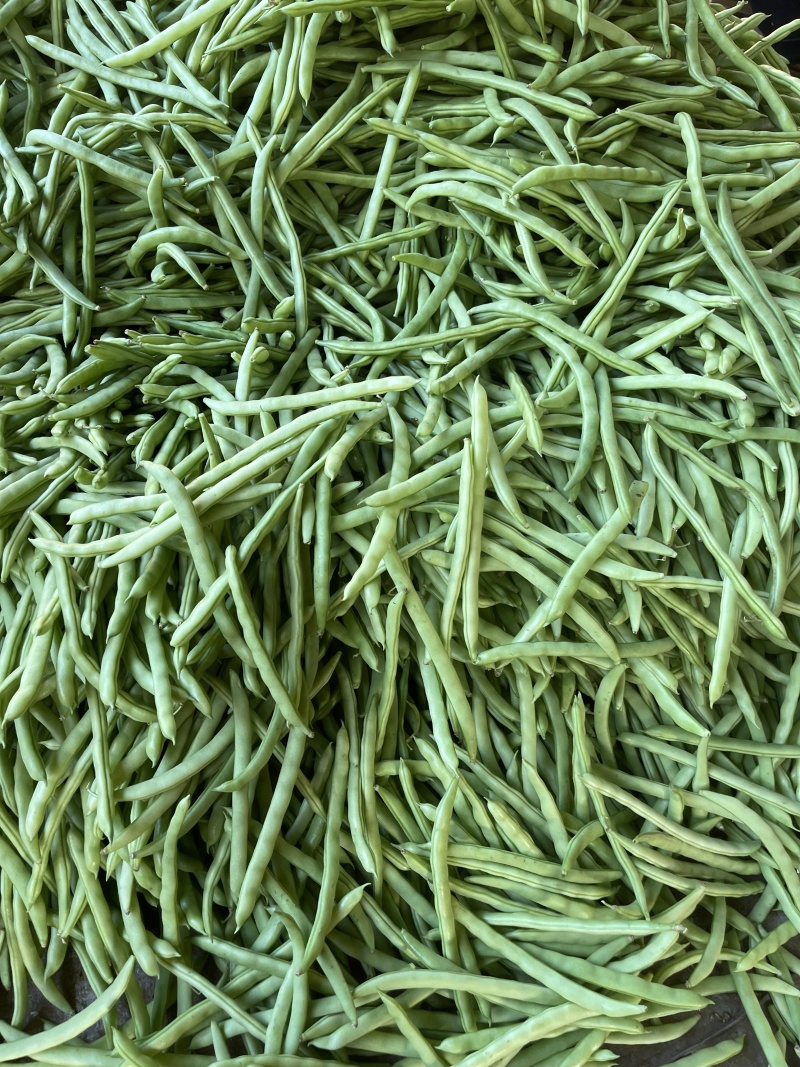 广东徐闻，四季豆，大量上市