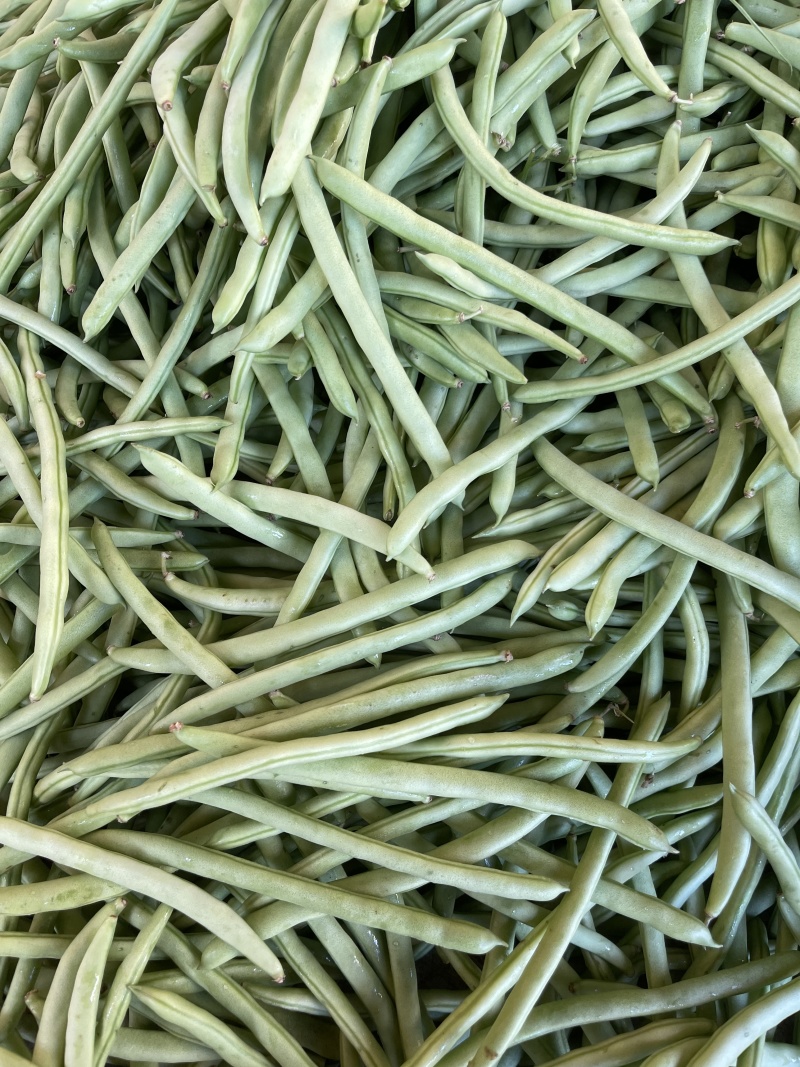 广东徐闻，四季豆，大量上市