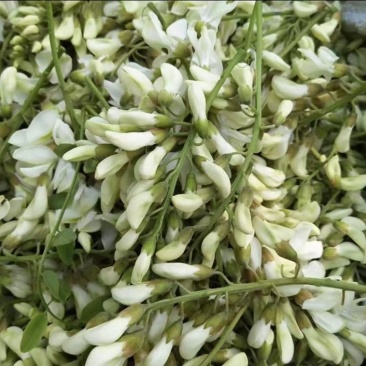 槐花新鲜槐花山东槐花春天的味道好价格实惠对接市场商超餐饮批发