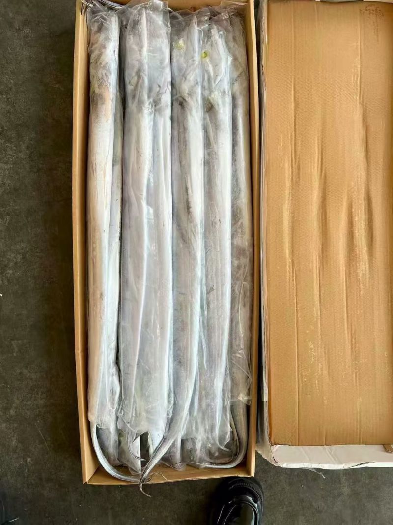 印度带鱼新鲜上市冷冻肉质鲜美量大优惠欢迎来电咨询