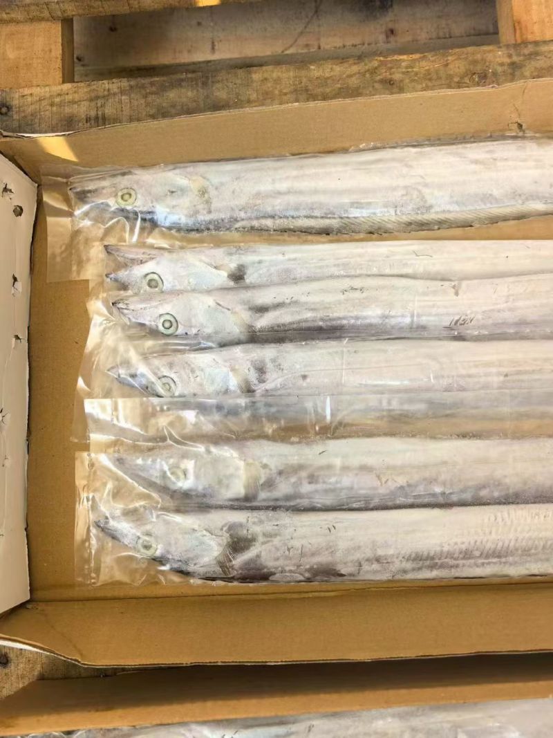 印度带鱼新鲜上市冷冻肉质鲜美量大优惠欢迎来电咨询