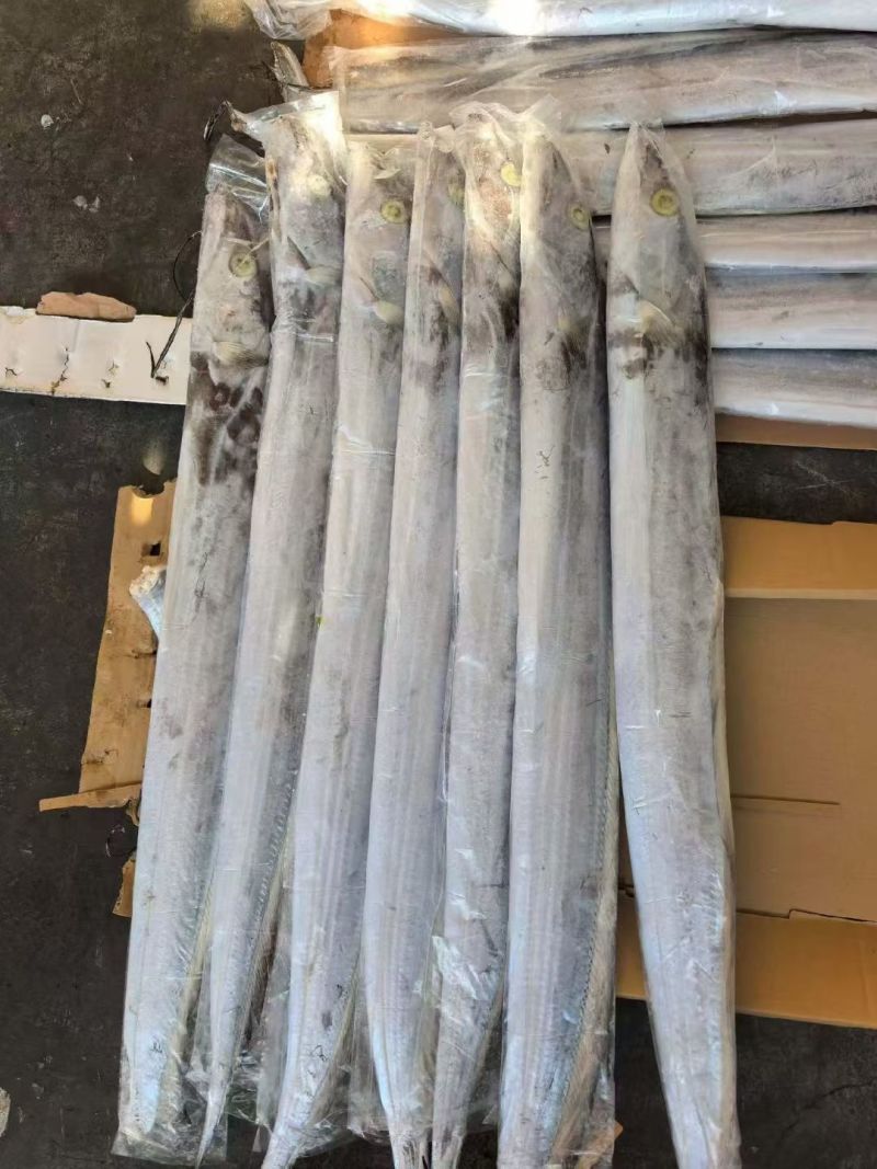 印度带鱼新鲜上市冷冻肉质鲜美量大优惠欢迎来电咨询