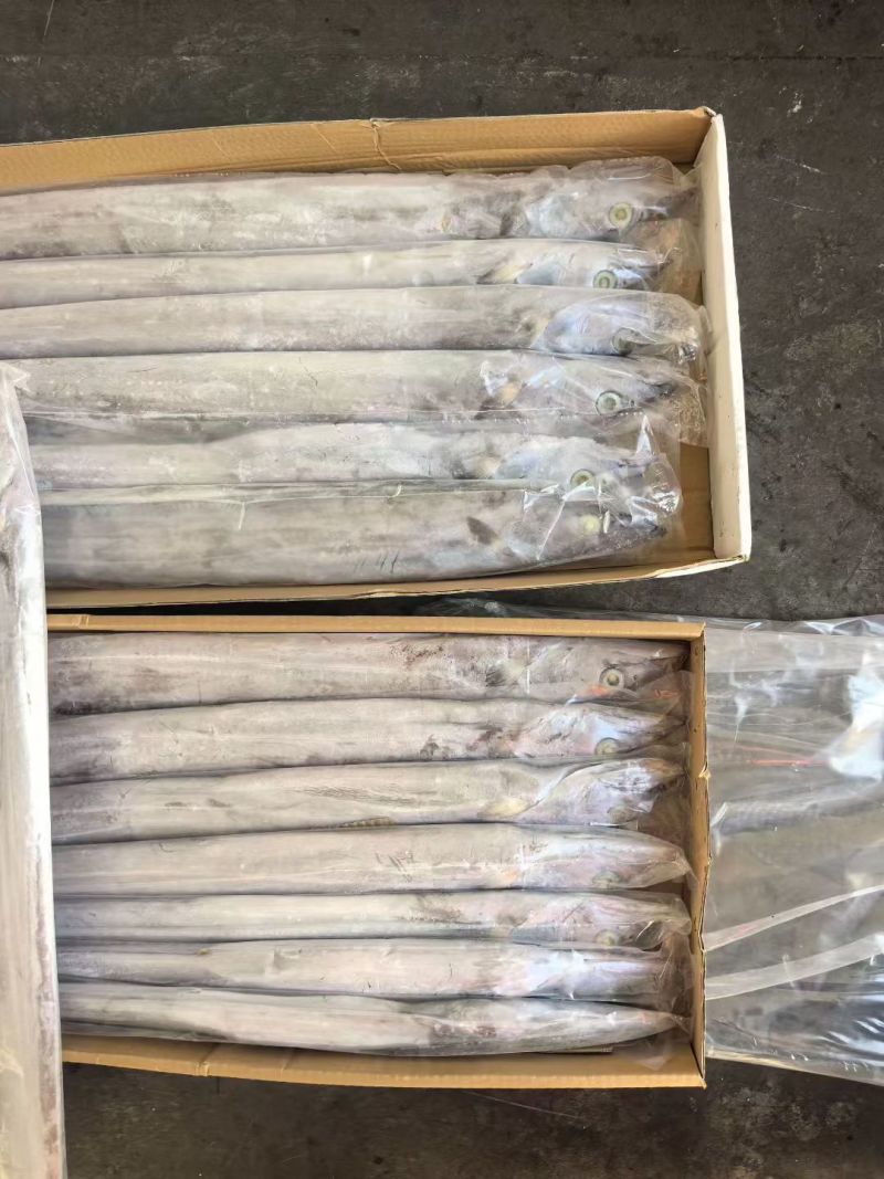 印度带鱼新鲜上市冷冻肉质鲜美量大优惠欢迎来电咨询