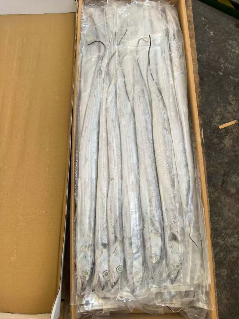印度带鱼新鲜上市冷冻肉质鲜美量大优惠欢迎来电咨询