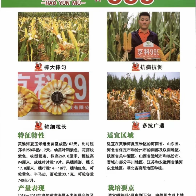 京科999玉米种子国审红轴大棒子抗病抗捍籽粒均匀稀植大棒