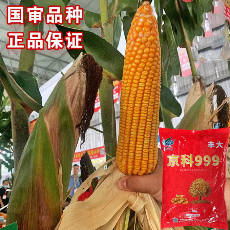 京科999玉米种子国审红轴大棒子抗病抗捍籽粒均匀稀植大棒