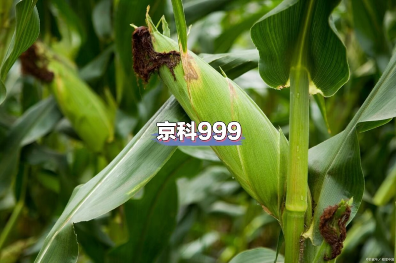 京科999玉米种子国审红轴大棒子抗病抗捍籽粒均匀稀植大棒