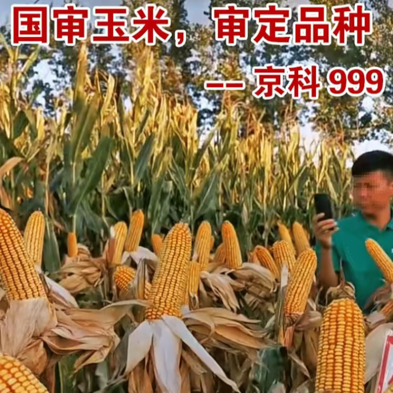 京科999玉米种子国审红轴大棒子抗病抗捍籽粒均匀稀植大棒