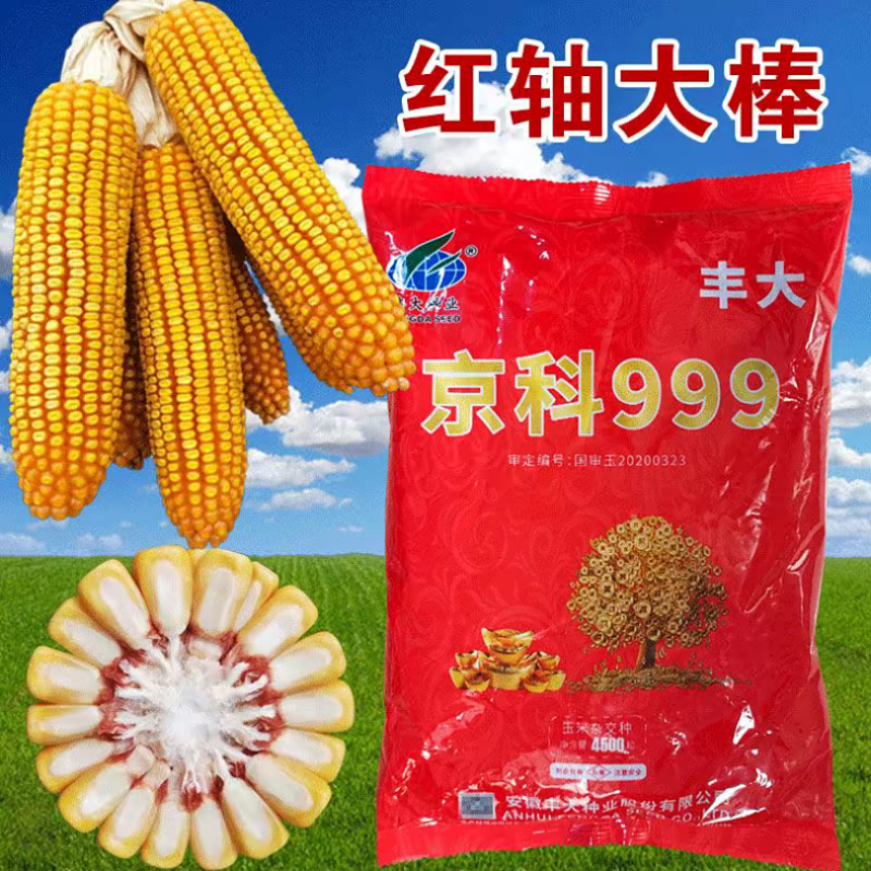 京科999玉米种子国审红轴大棒子抗病抗捍籽粒均匀稀植大棒