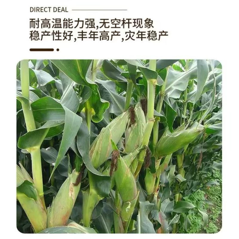 京科999玉米种子国审红轴大棒子抗病抗捍籽粒均匀稀植大棒