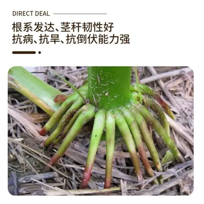 京科999玉米种子国审红轴大棒子抗病抗捍籽粒均匀稀植大棒