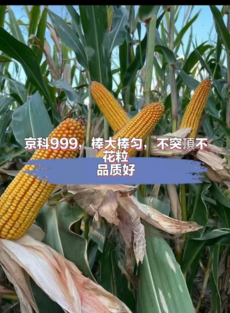京科999玉米种子国审红轴大棒子抗病抗捍籽粒均匀稀植大棒