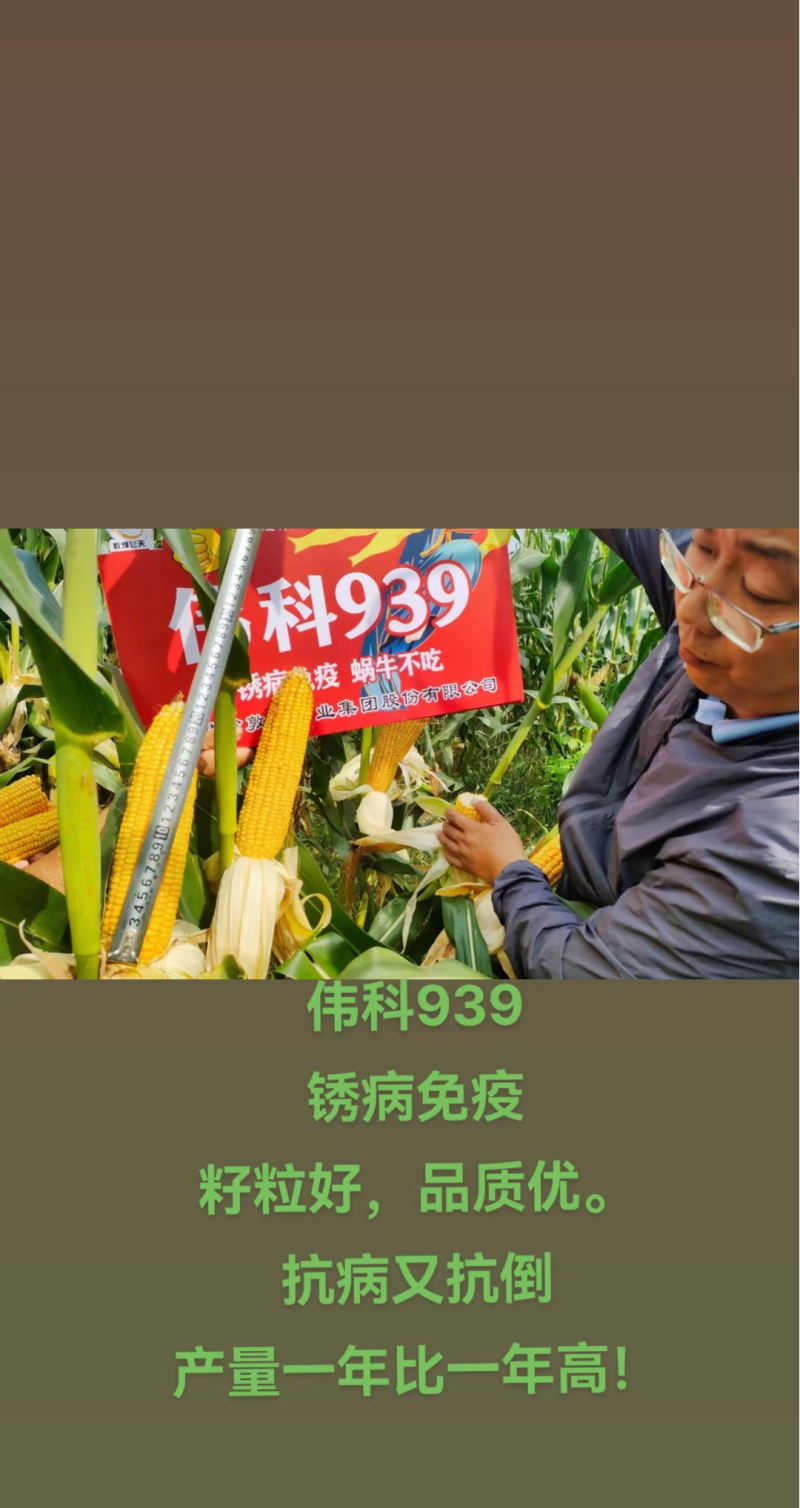 伟科939国审白轴稀植大棒子4200粒/袋抗病耐旱玉米种