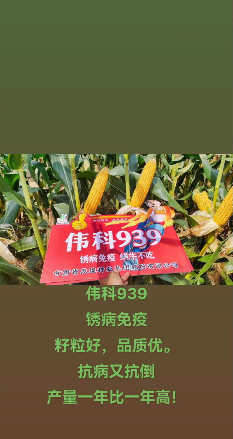 伟科939国审白轴稀植大棒子4200粒/袋抗病耐旱玉米种