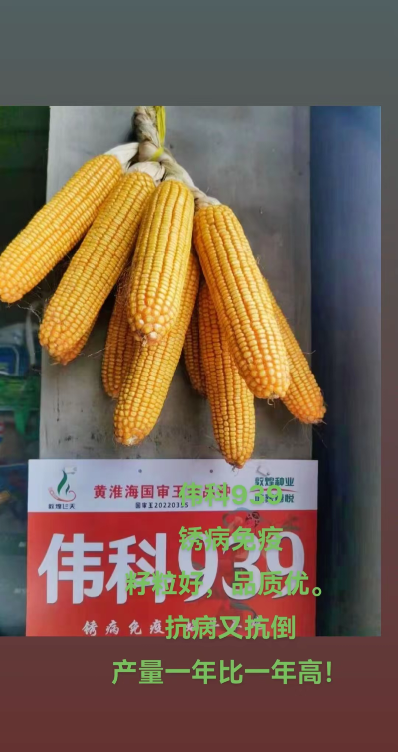 伟科939国审白轴稀植大棒子4200粒/袋抗病耐旱玉米种