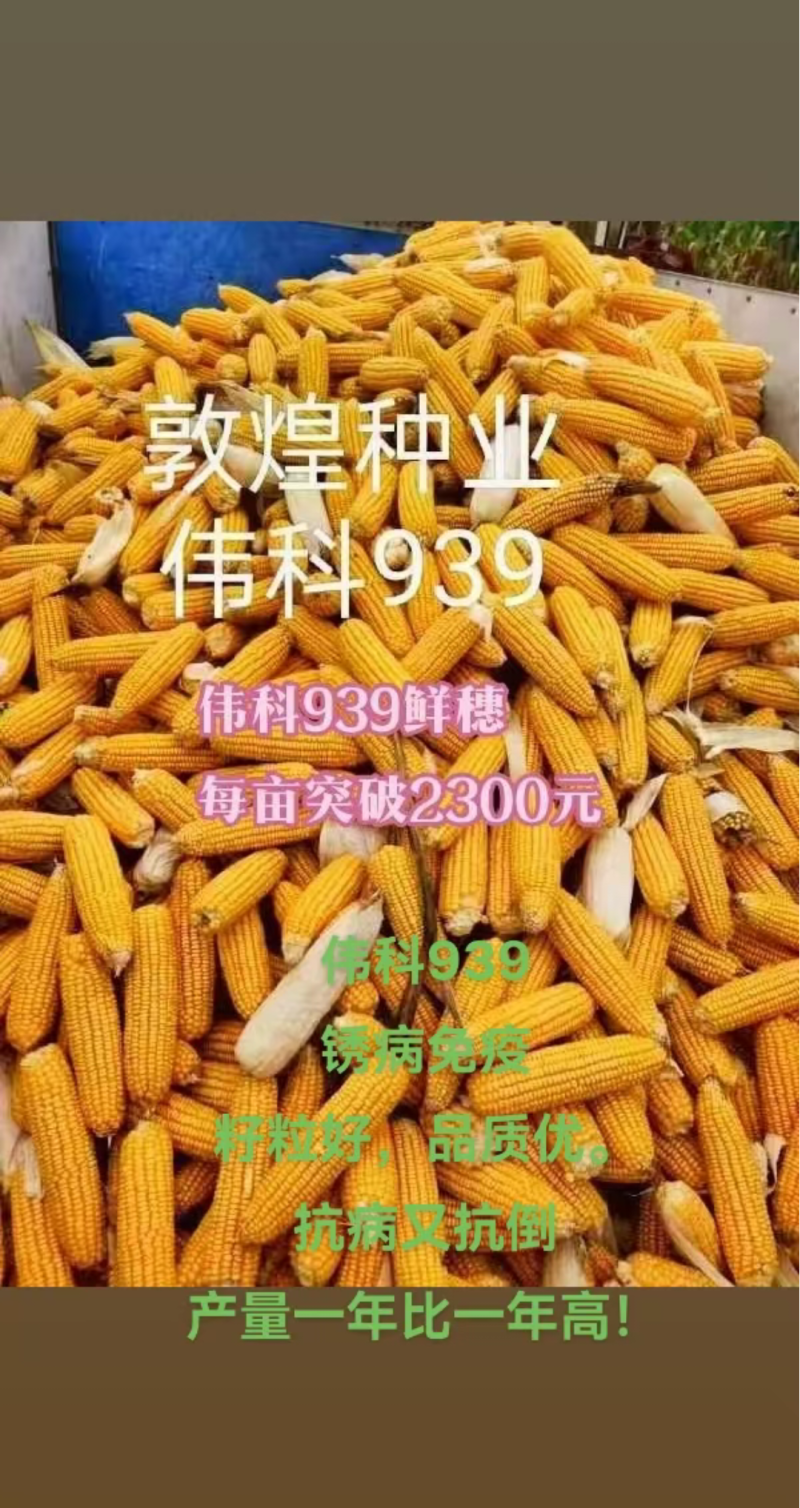 伟科939国审白轴稀植大棒子4200粒/袋抗病耐旱玉米种