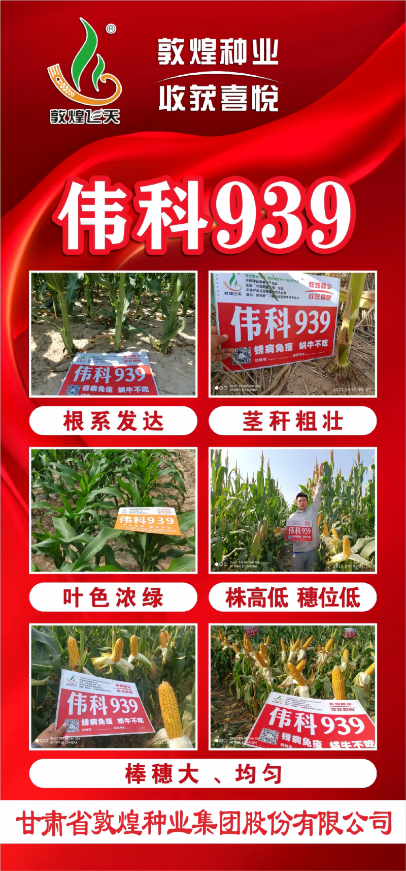 伟科939国审白轴稀植大棒子4200粒/袋抗病耐旱玉米种