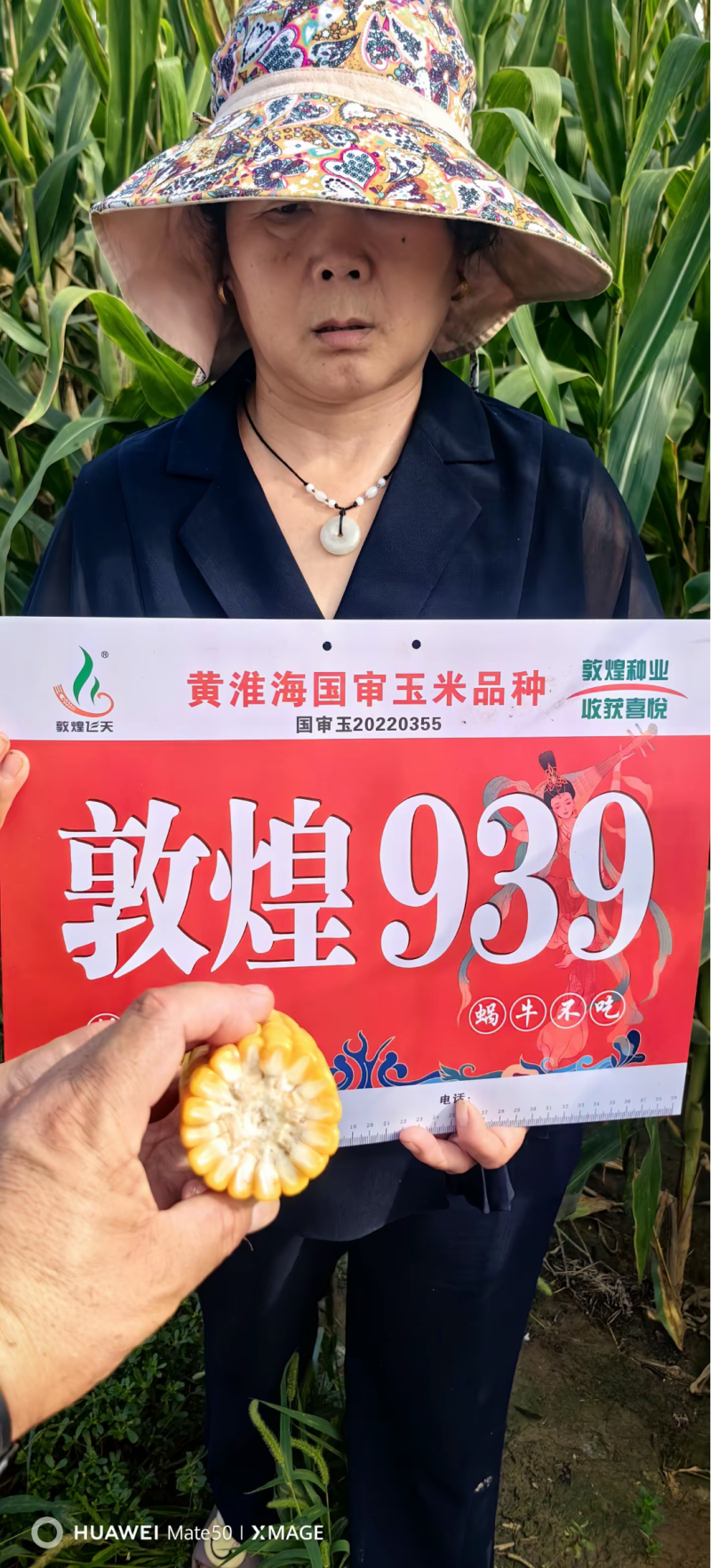伟科939国审白轴稀植大棒子4200粒/袋抗病耐旱玉米种