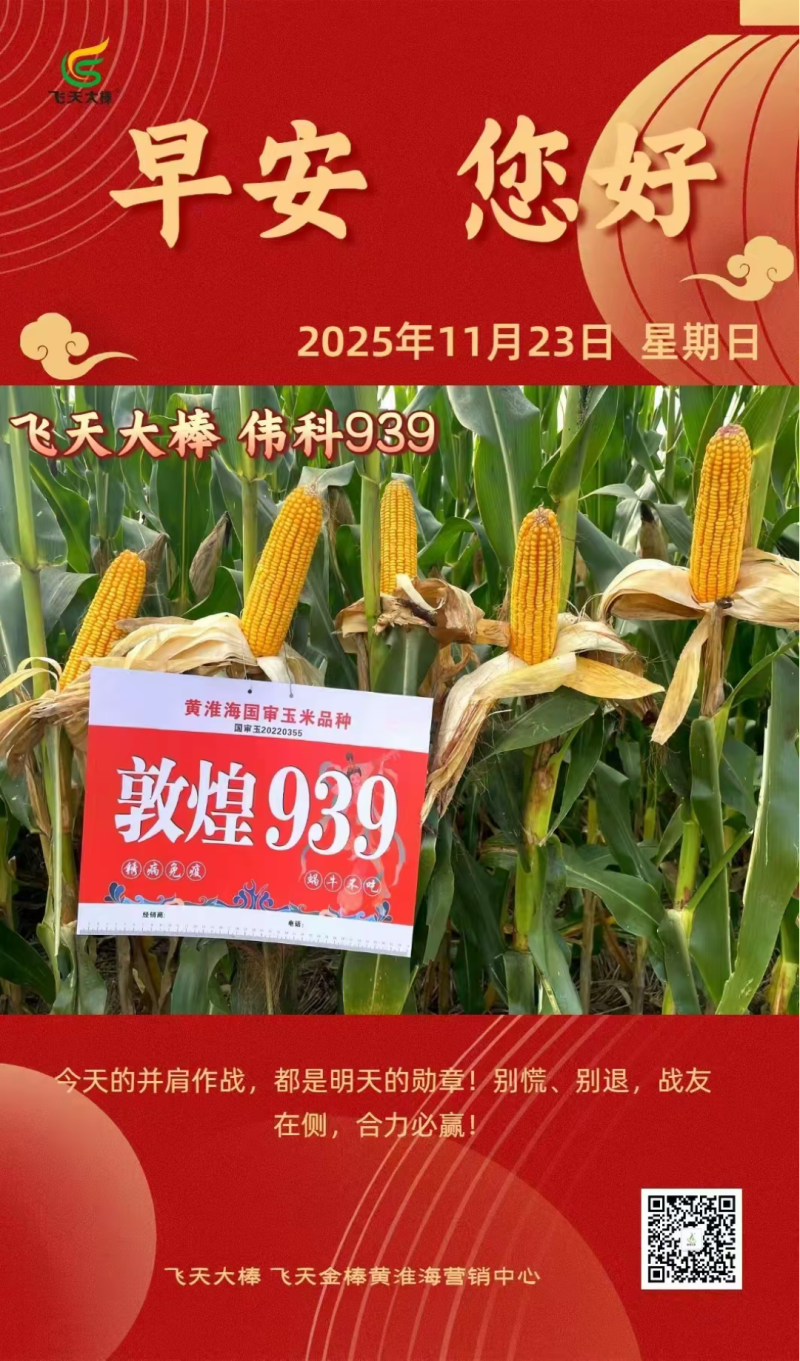 伟科939国审白轴稀植大棒子4200粒/袋抗病耐旱玉米种