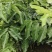 黄皮果苗黑黄皮苗，黑金刚苗，基地直供，成活率高，欢迎电联