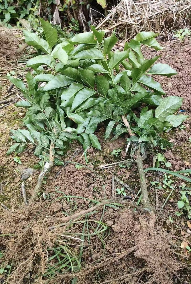 黄皮果苗黑黄皮苗，黑金刚苗，基地直供，成活率高，欢迎电联