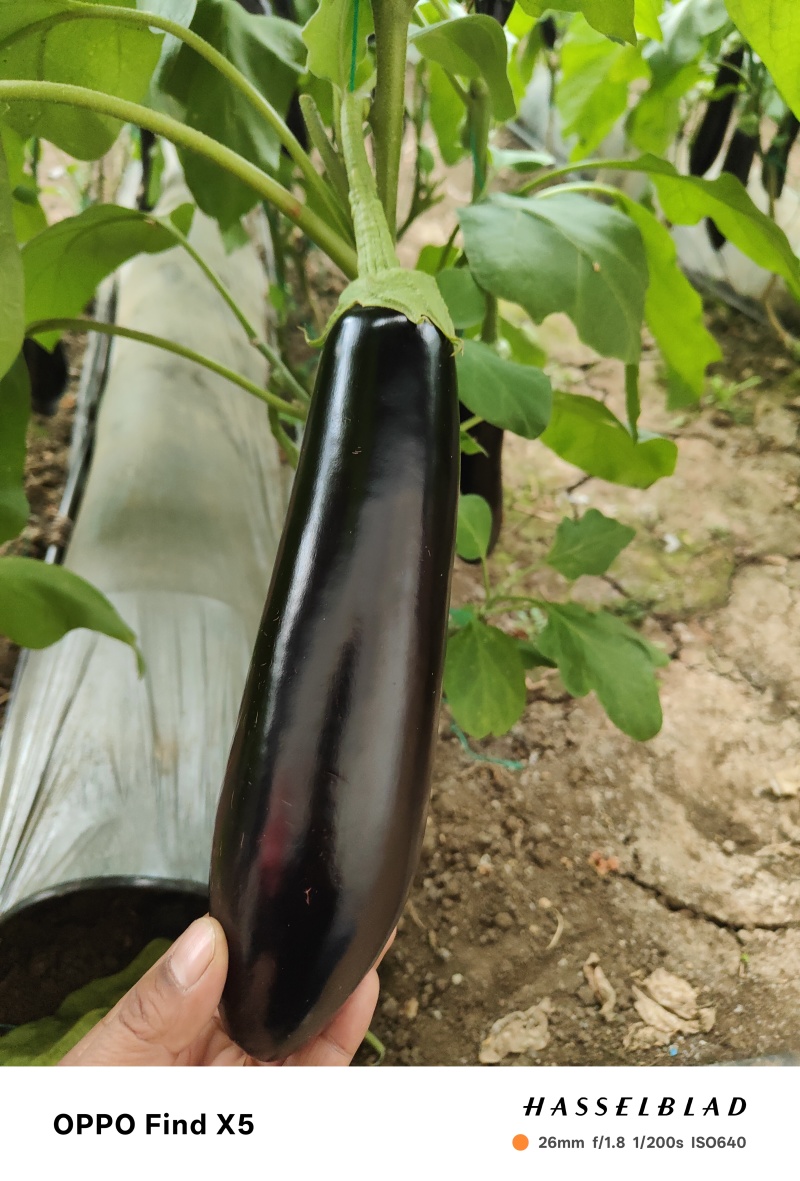 茄子