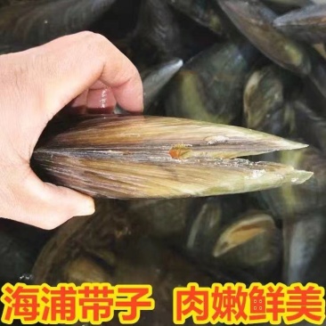 新鲜贻贝大量上市，产地直发，全国发货，欢迎进店沟通。