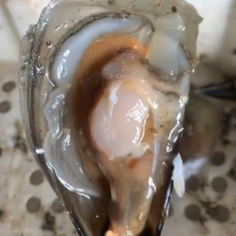 正宗产地批发鲜贝量大从优欢迎联系