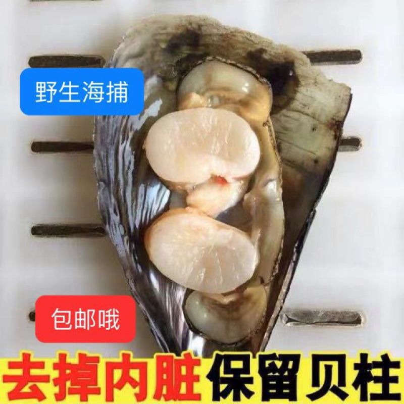 正宗产地批发鲜贝量大从优欢迎联系