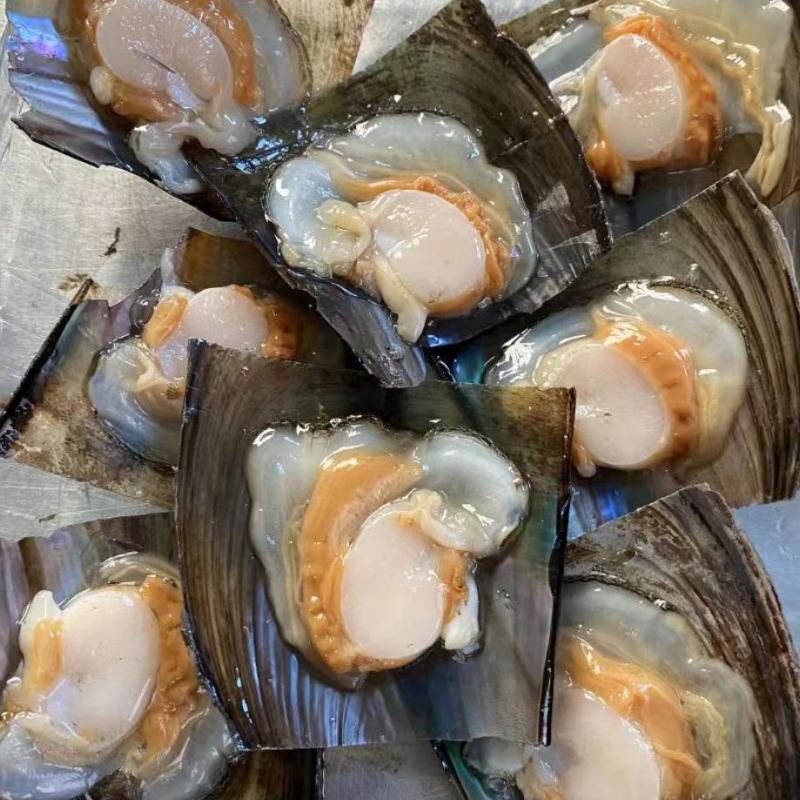正宗产地批发鲜贝量大从优欢迎联系