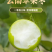 云南苹果枣批发全国发货！
