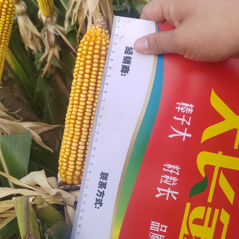 大长今b703玉米种子红轴大棒子国审抗病抗倒高产稳产