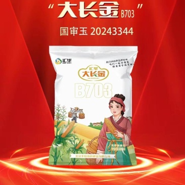 大长今b703玉米种子红轴大棒子国审抗病抗倒高产稳产