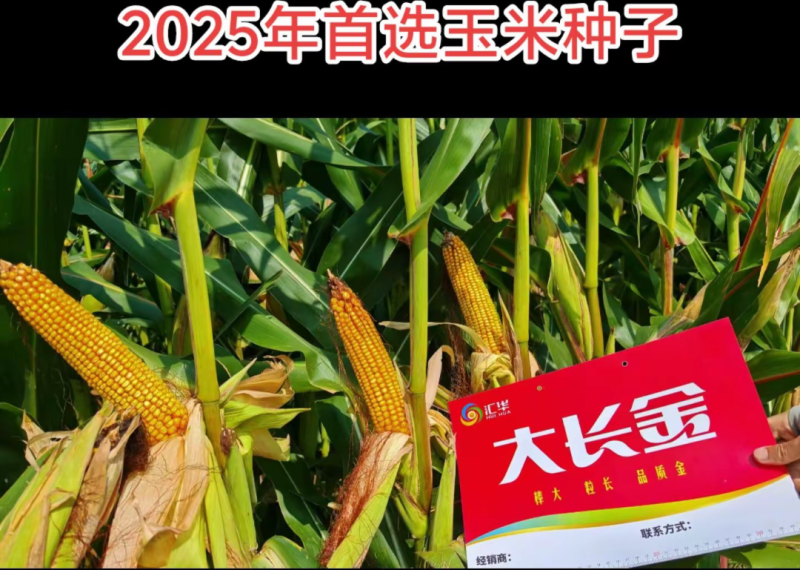 大长今b703玉米种子红轴大棒子国审抗病抗倒高产稳产