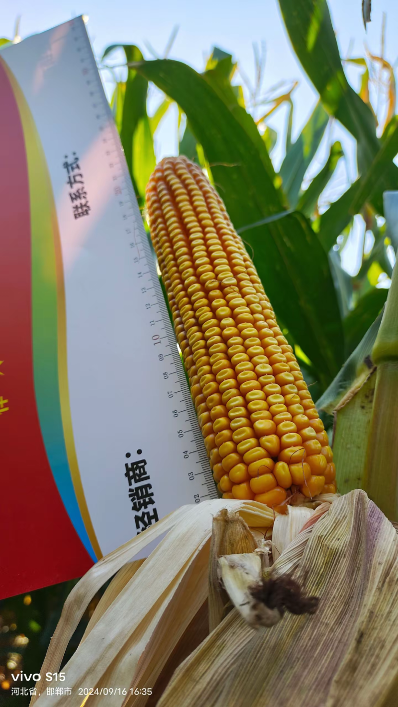 大长今b703玉米种子红轴大棒子国审抗病抗倒高产稳产