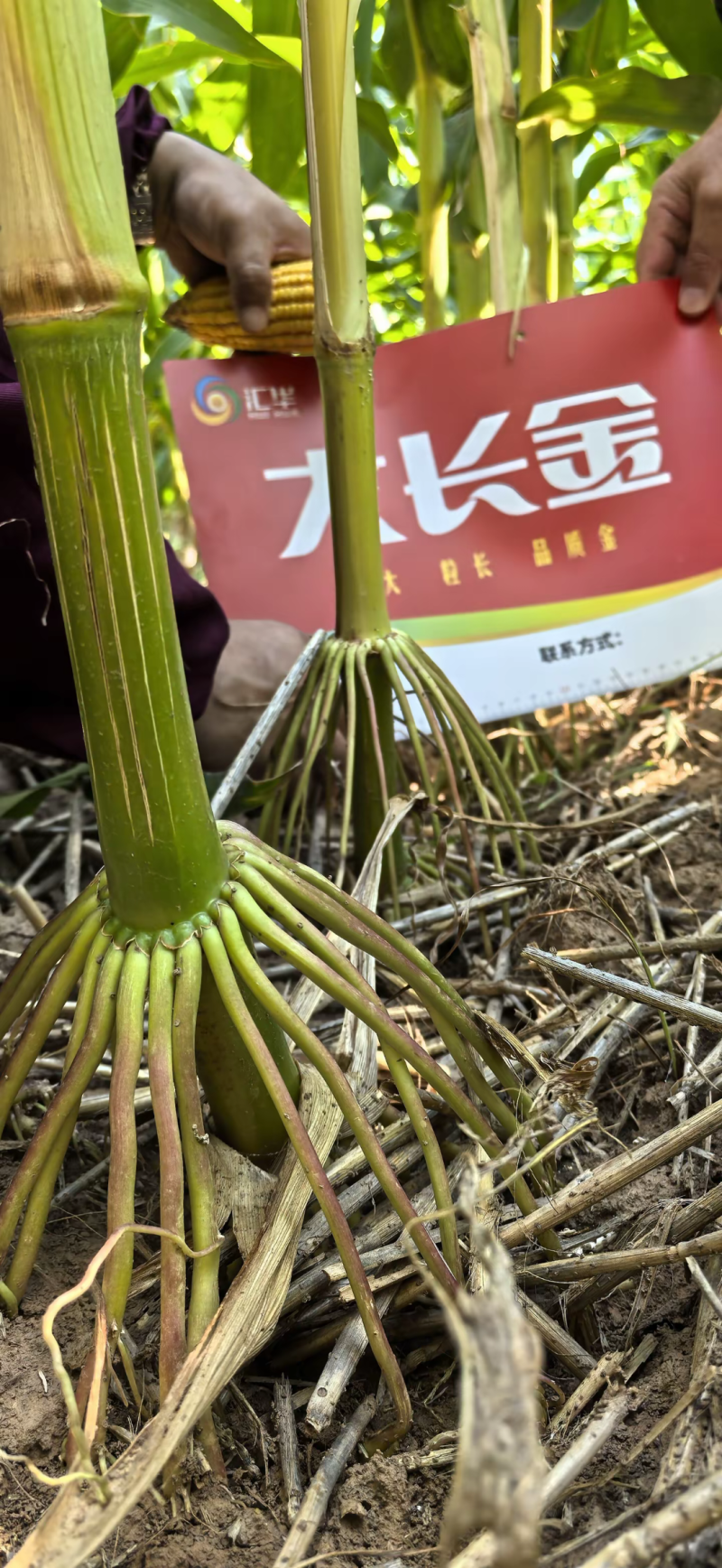 大长今b703玉米种子红轴大棒子国审抗病抗倒高产稳产