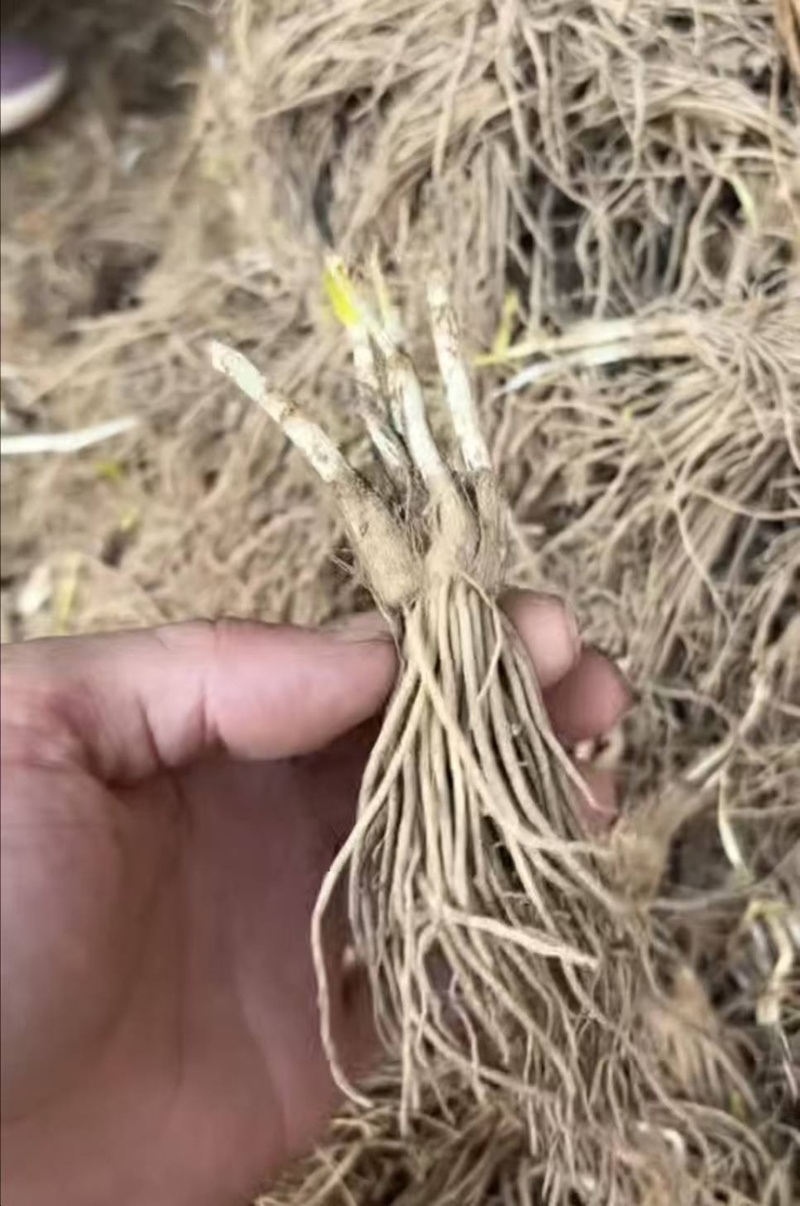 韭菜根四季可种基地直发电商专用一手货源欢迎来电