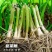 韭菜根四季可种基地直发电商专用一手货源欢迎来电