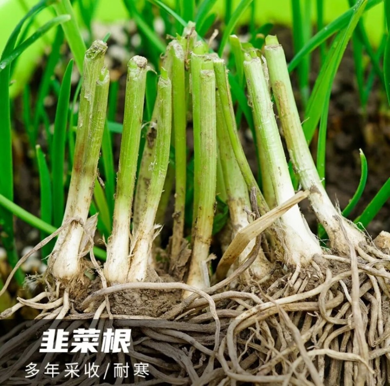 韭菜根四季可种基地直发电商专用一手货源欢迎来电