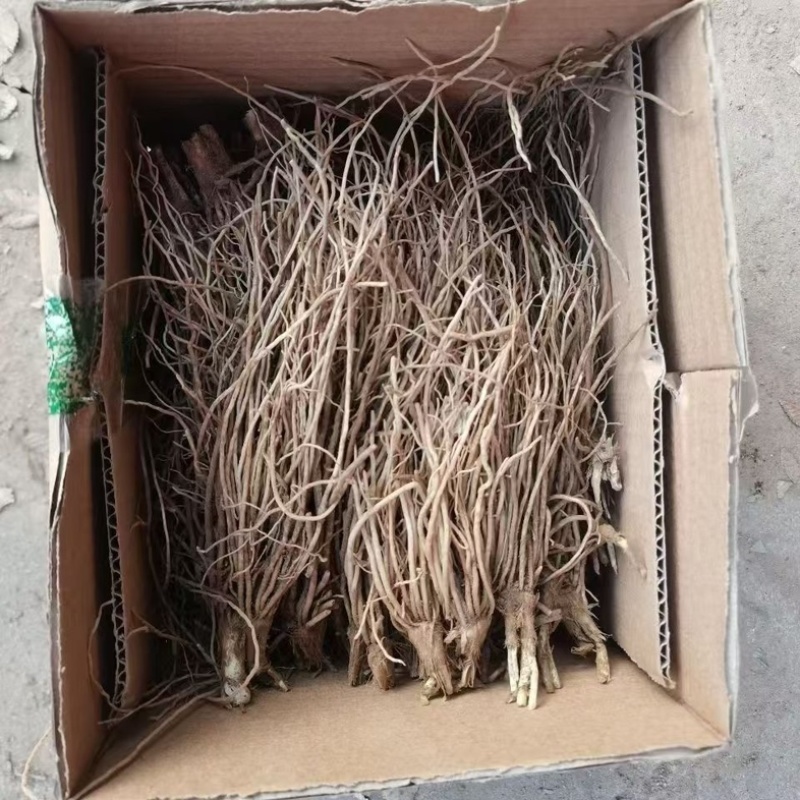 韭菜根四季可种基地直发电商专用一手货源欢迎来电