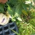 人参果