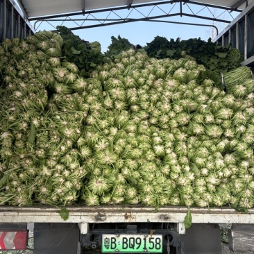 宁波慈溪青雪菜